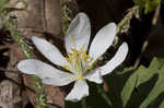 Bloodroot